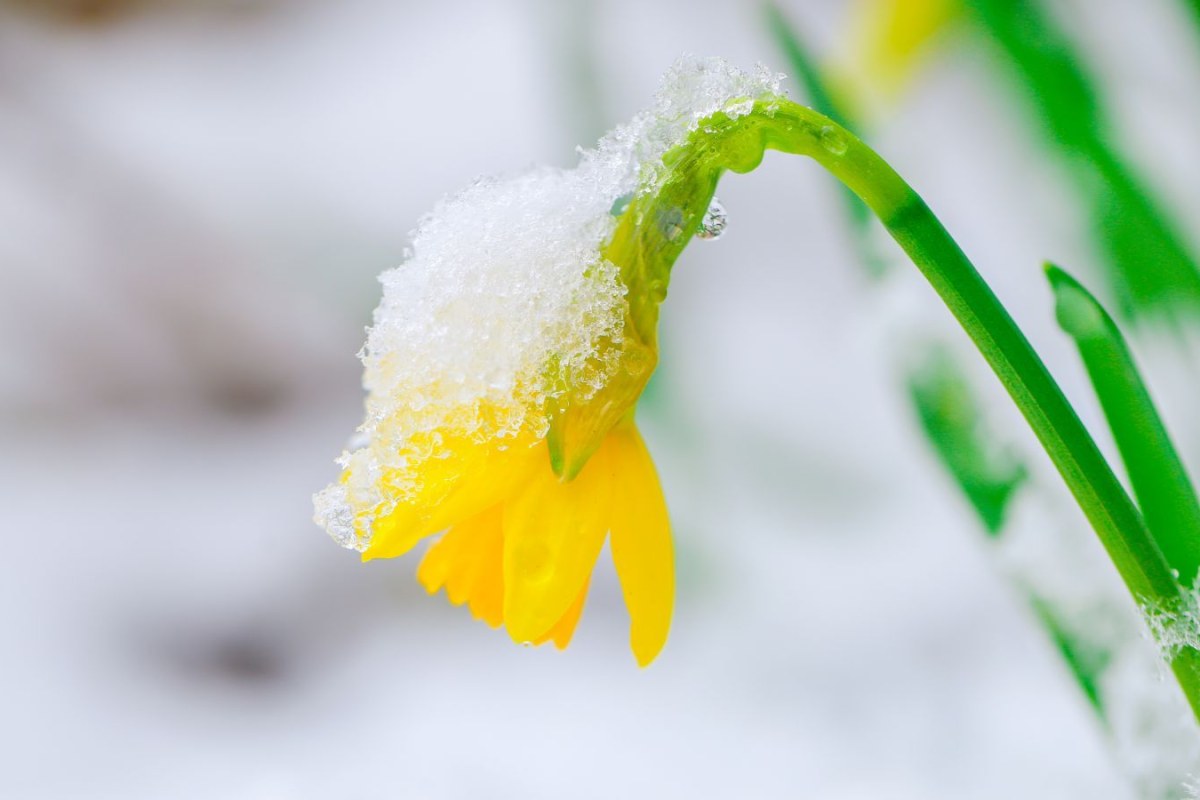 snowstorm truck road