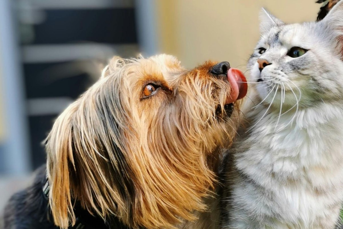 businessman with dog
