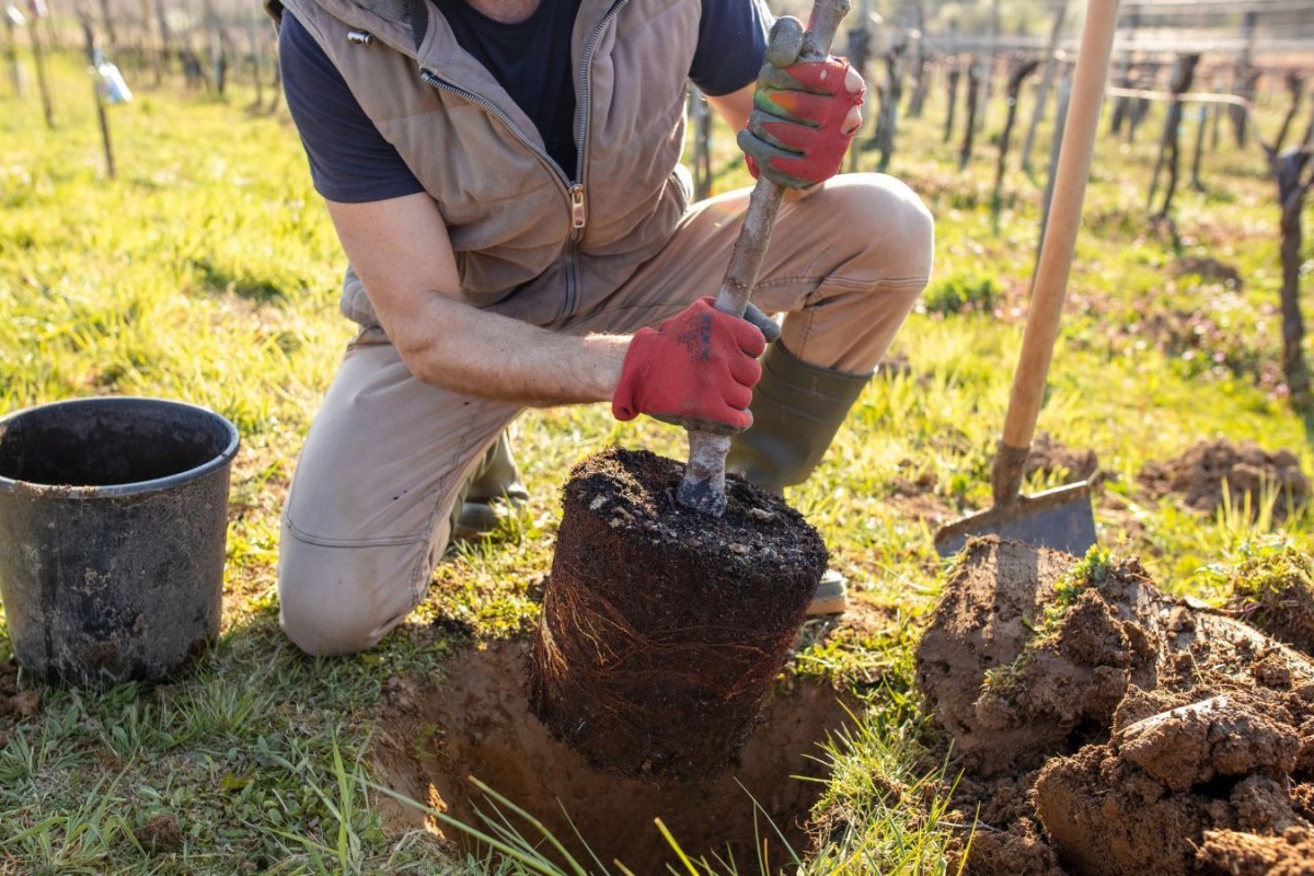 invasive plant garden