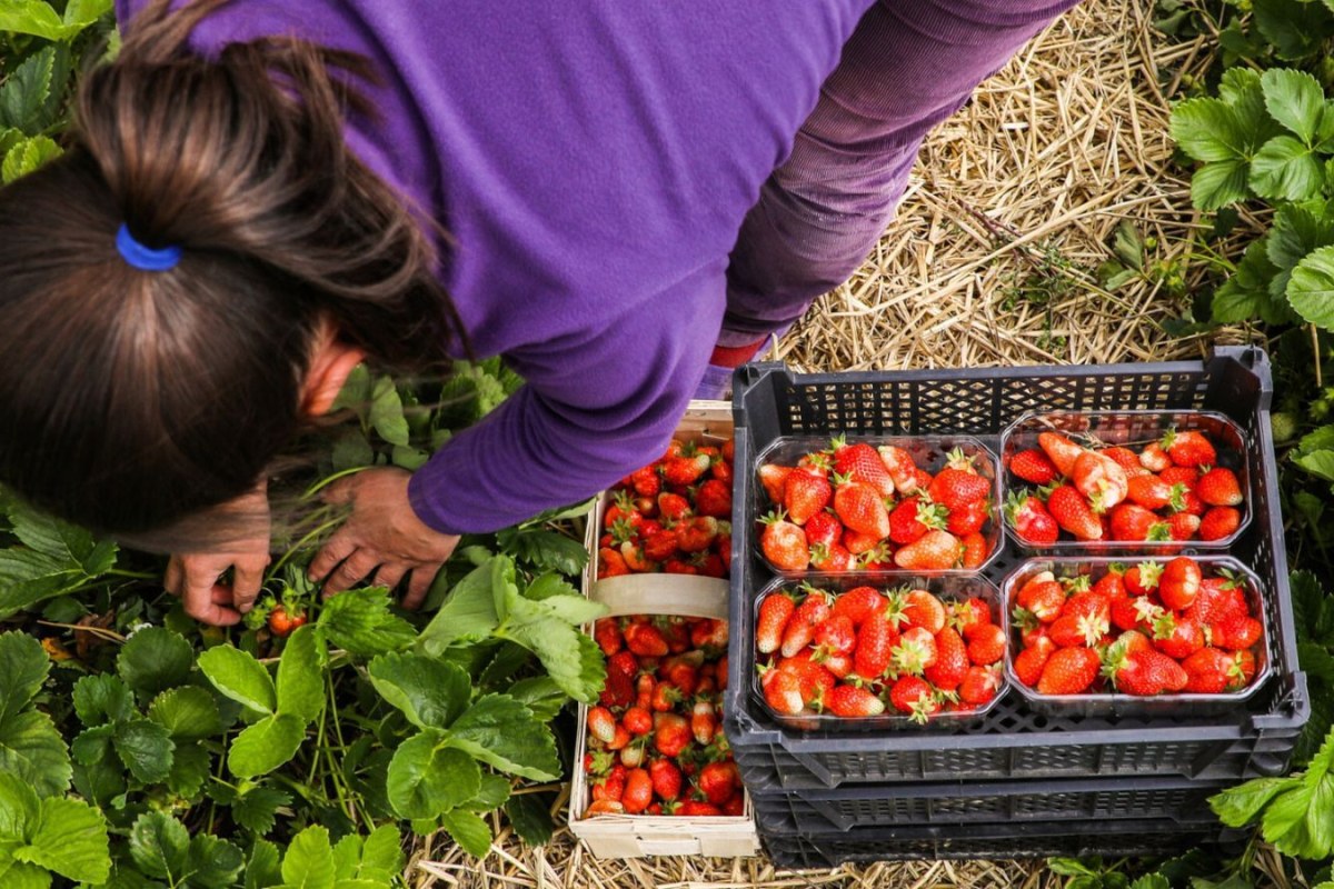 strawberries truck transport