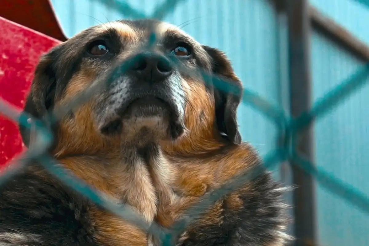 dog microchip scanner