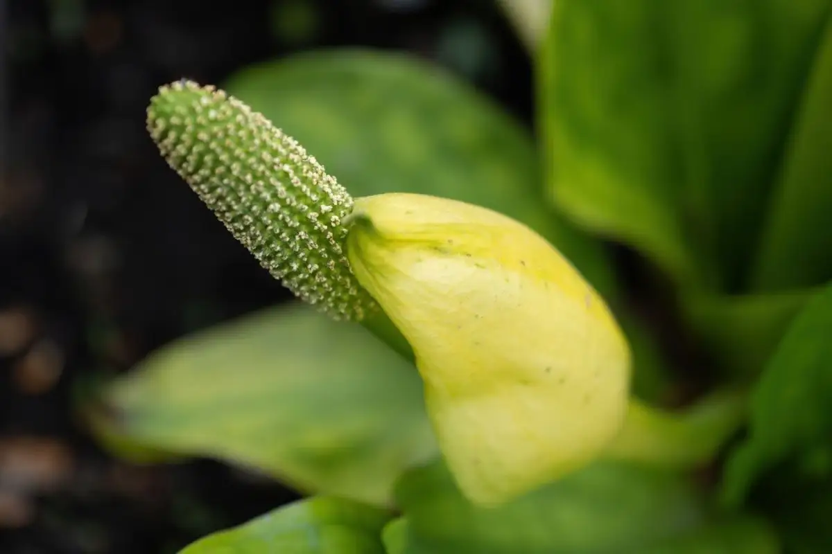 invasive garden plants