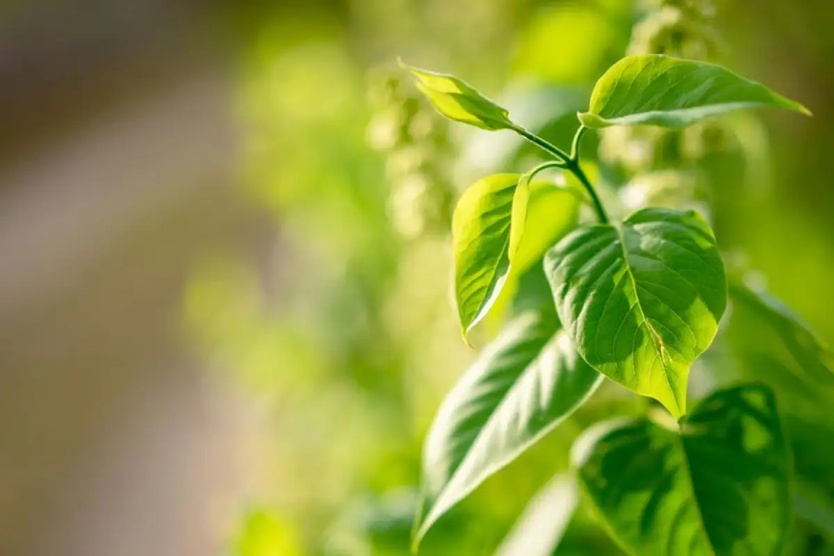 invasive knotweed plant