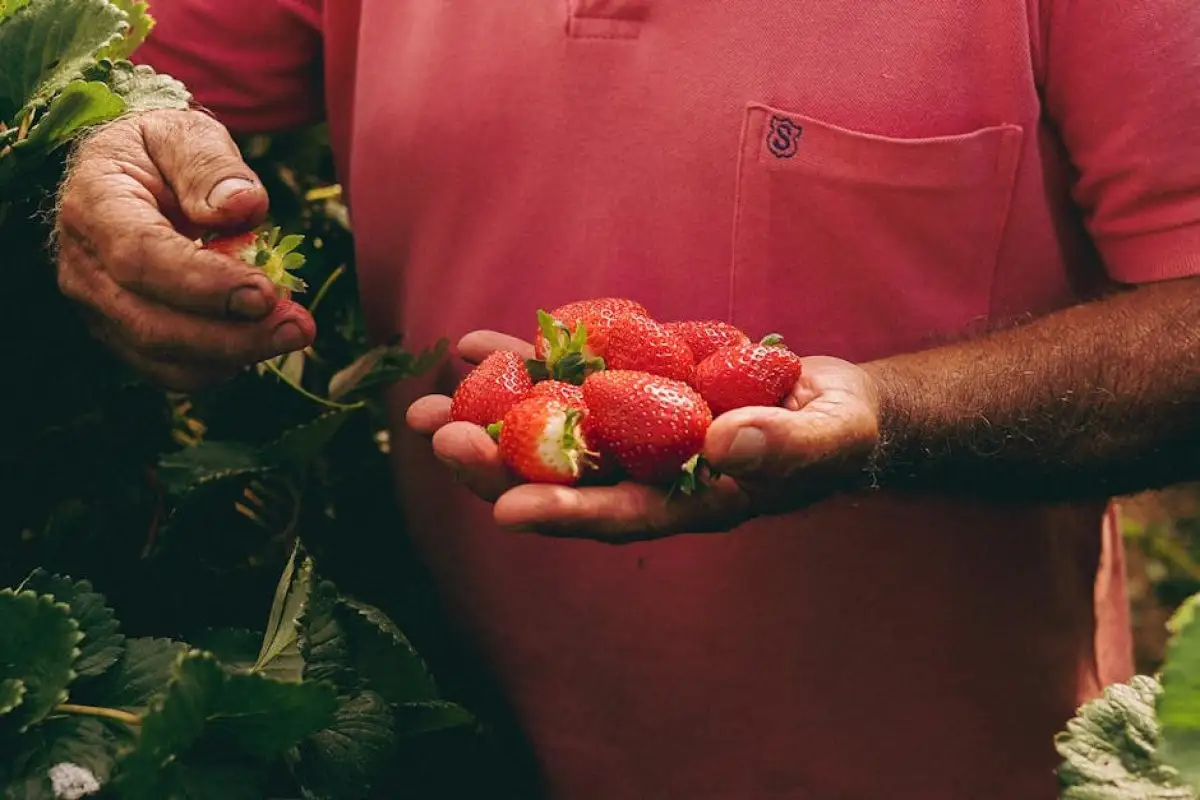 strawberry harvest