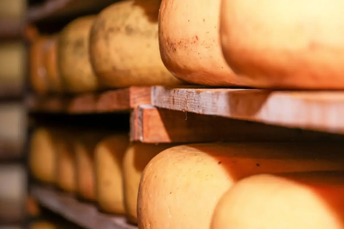 cheese recall