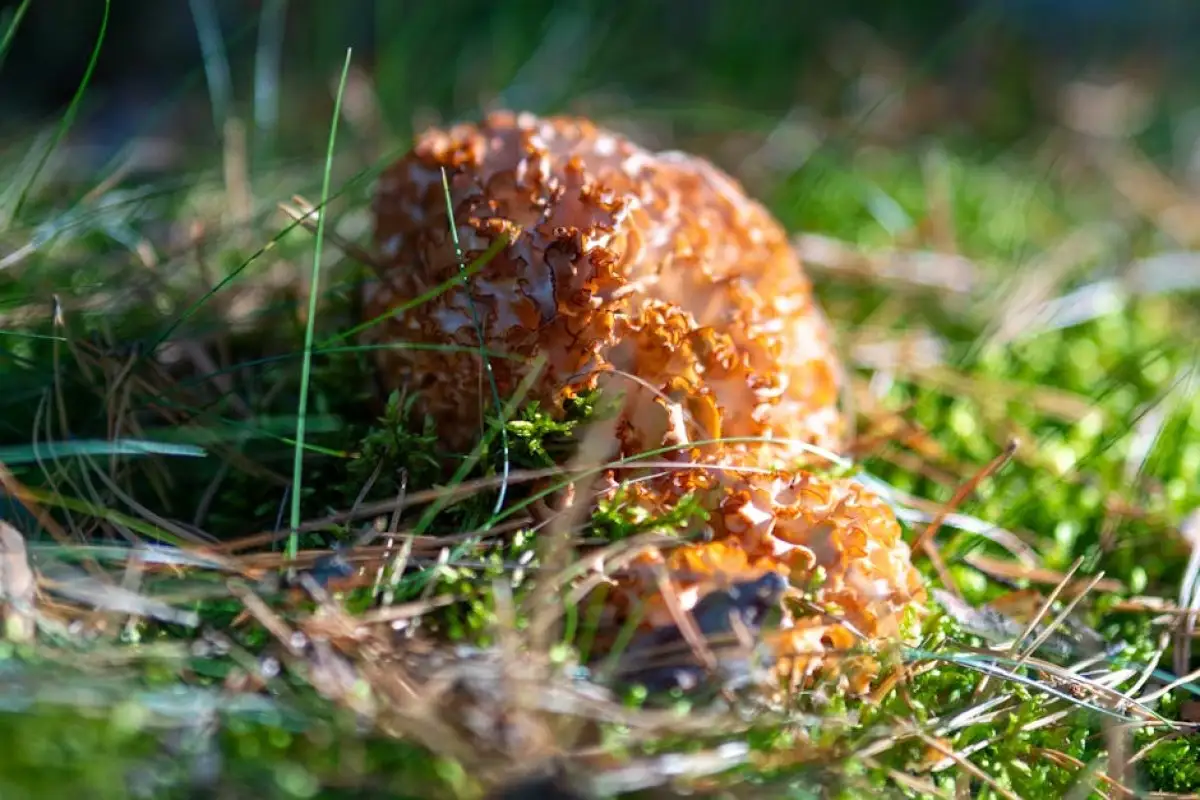morel mushrooms forest