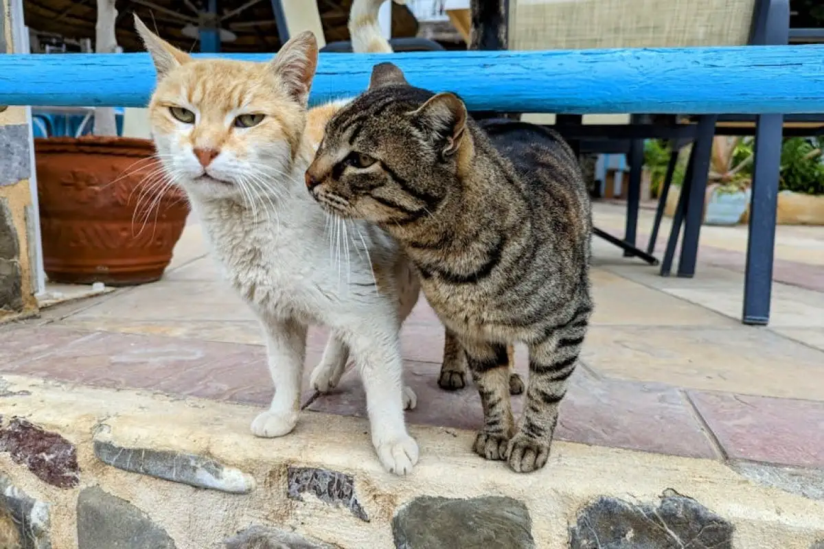 Greek island cats