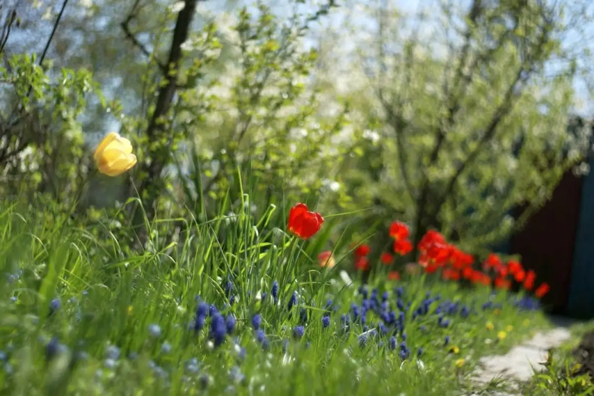 allotment garden Poland
