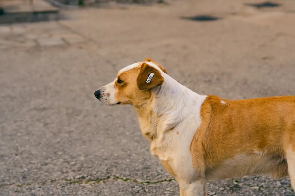 dog microchip scanning
