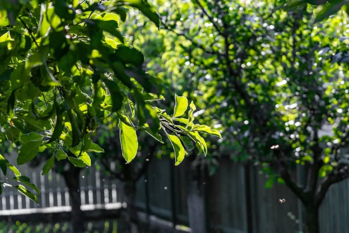 tree branches over fence
