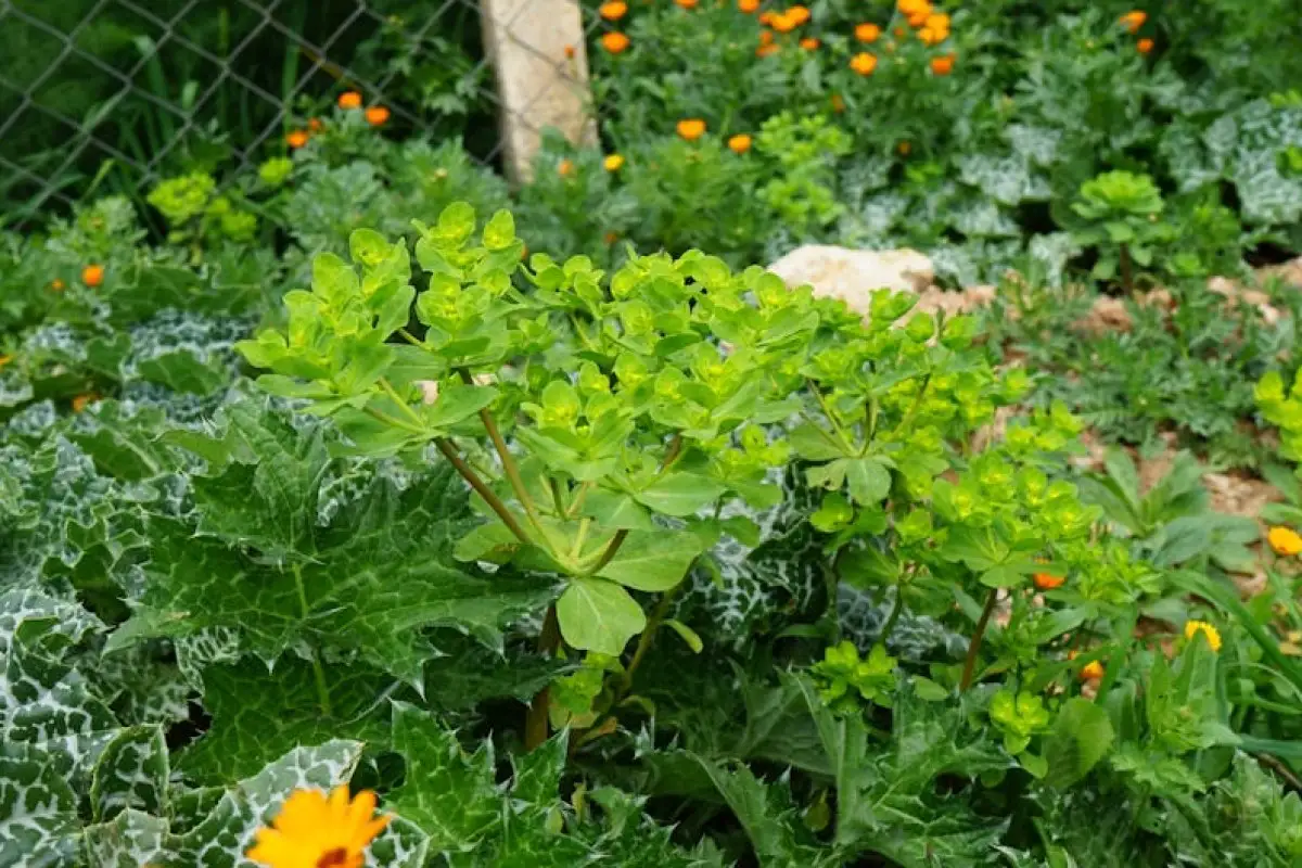 invasive plants garden