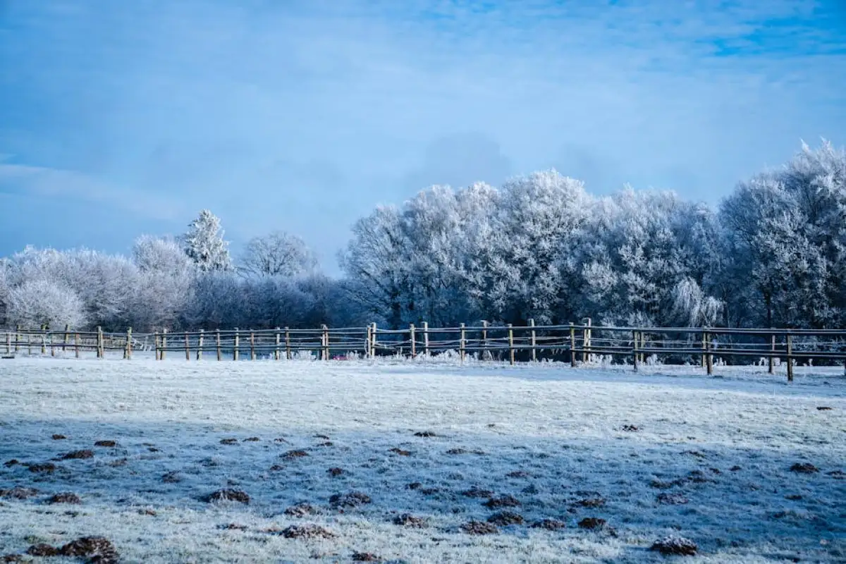 frosty field