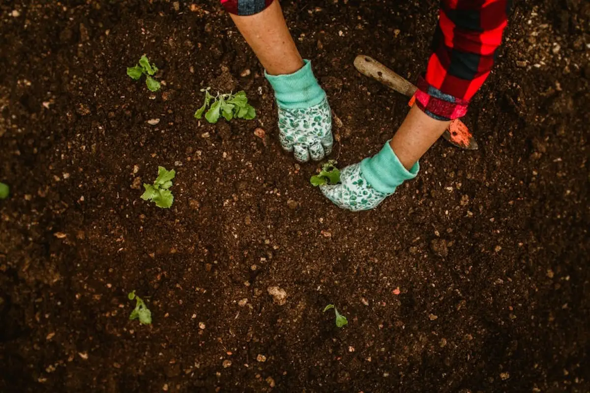 garden plot fine