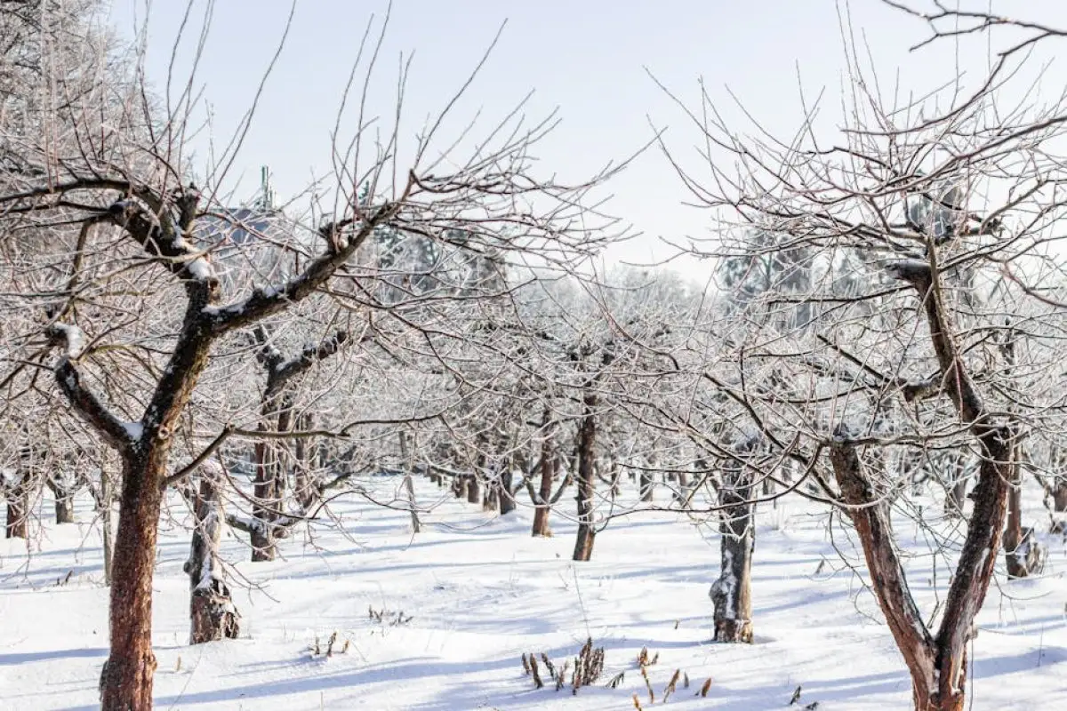 frost damage orchard