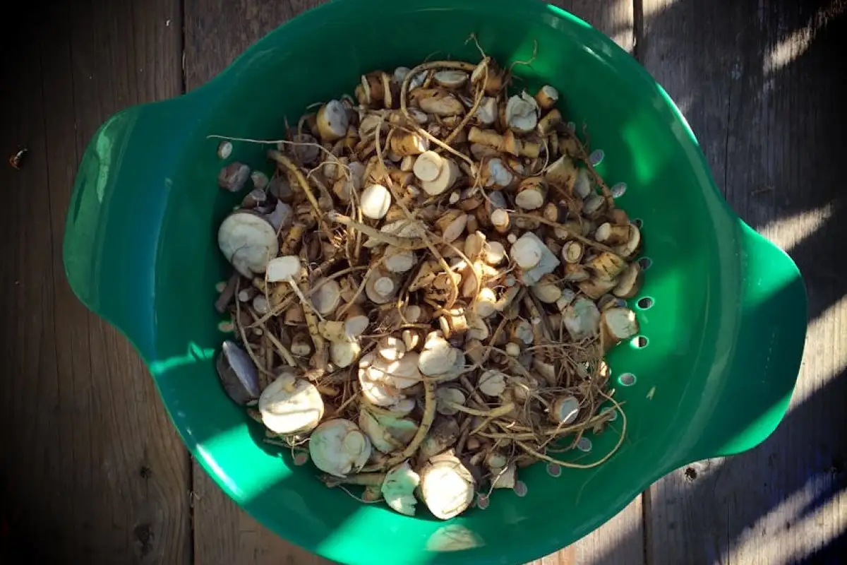 wasabi root