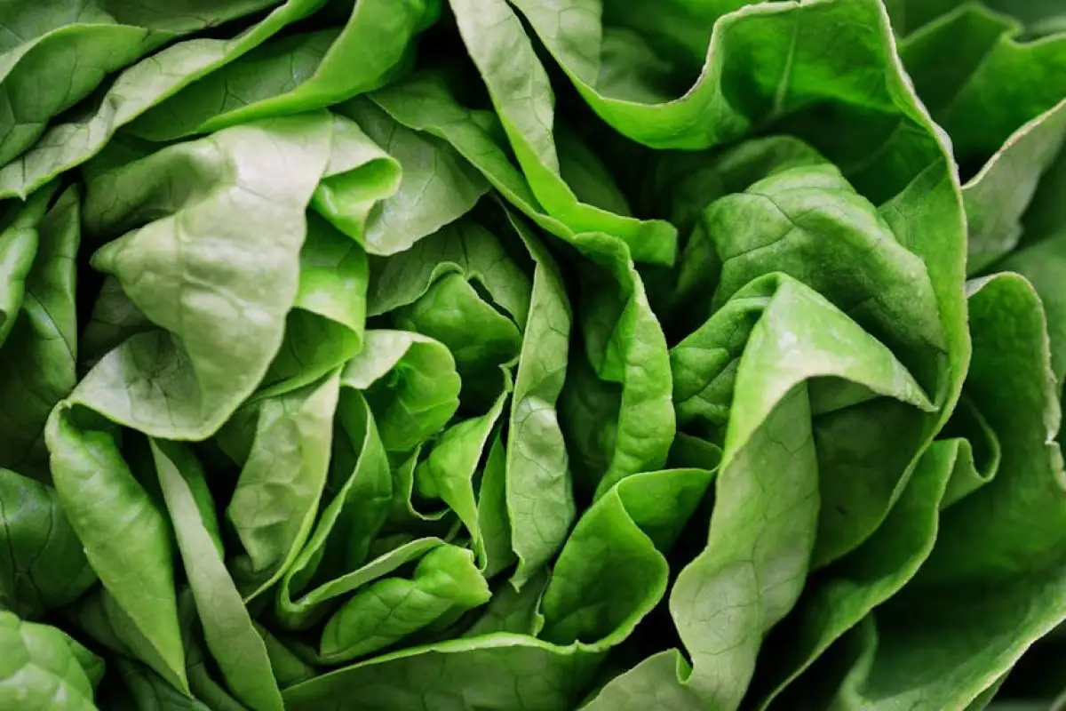 salad recall food safety