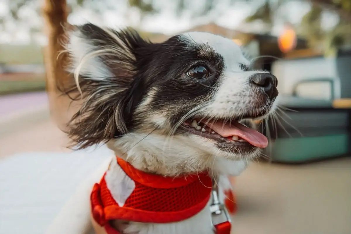 dog microchip