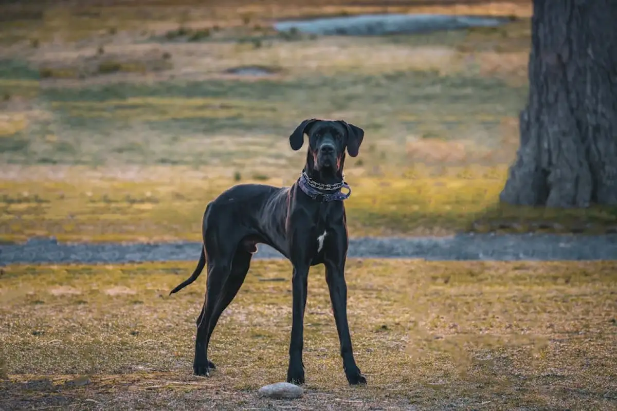 Great Dane executive
