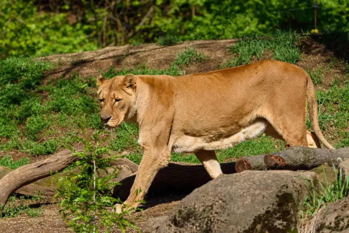 lion tiger zoo