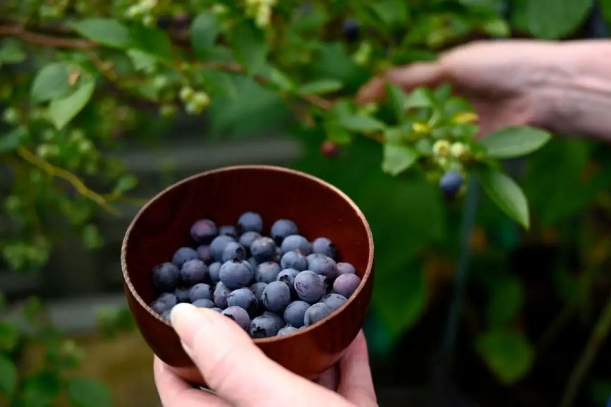 bilberries picking