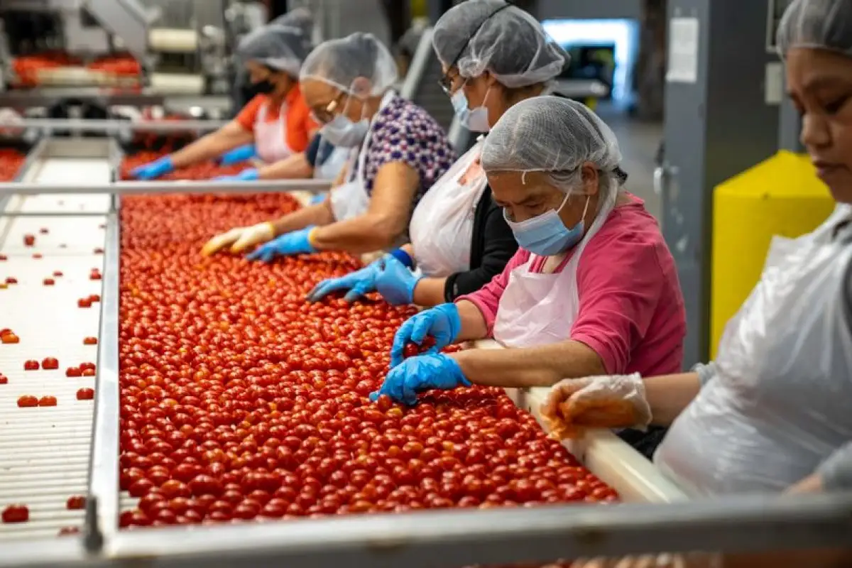 cherries inspection