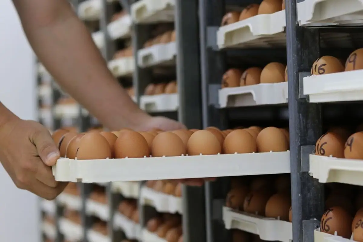 eggs inspection Poland