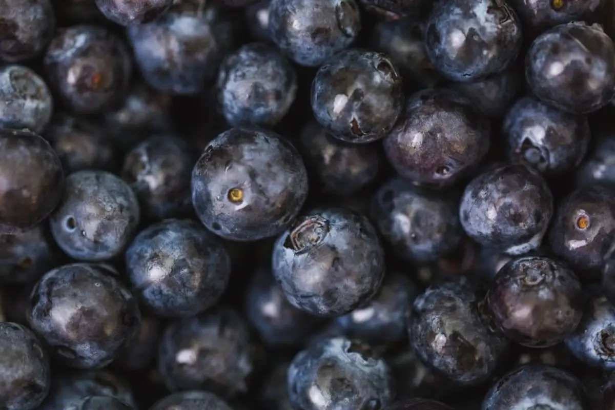 blueberry harvest