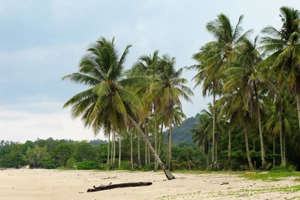 tropical beach
