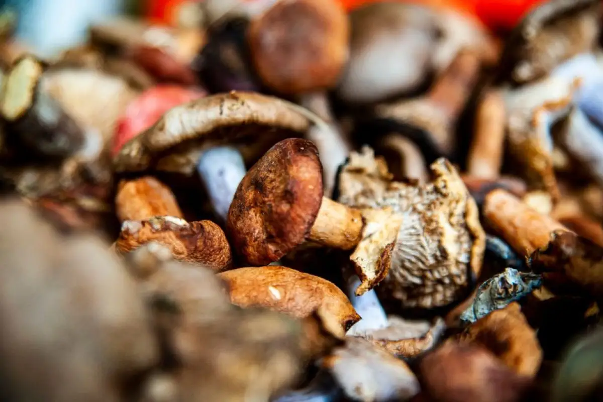 mushrooms on market stall
