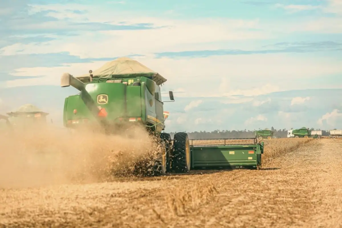 soybean field harvest