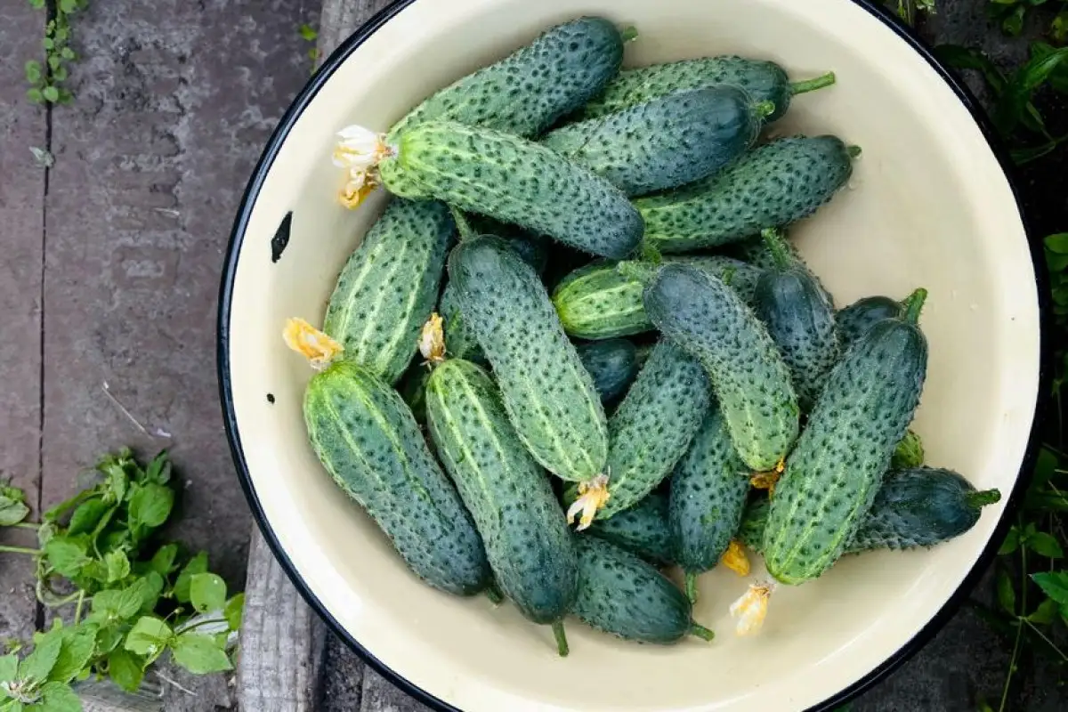 cucumber harvest worker