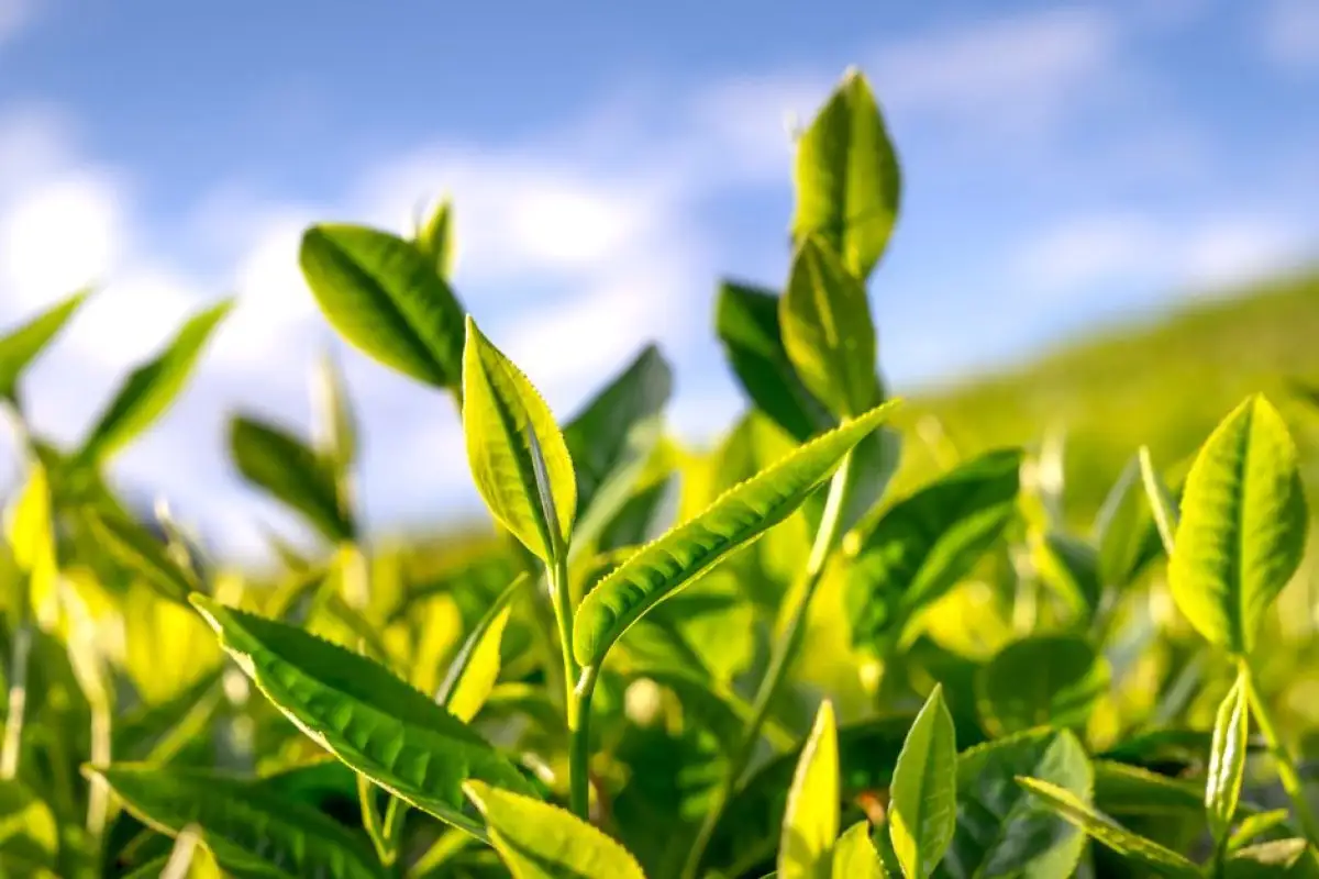 green tea leaves