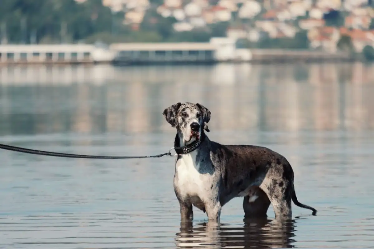 executive portrait Great Dane