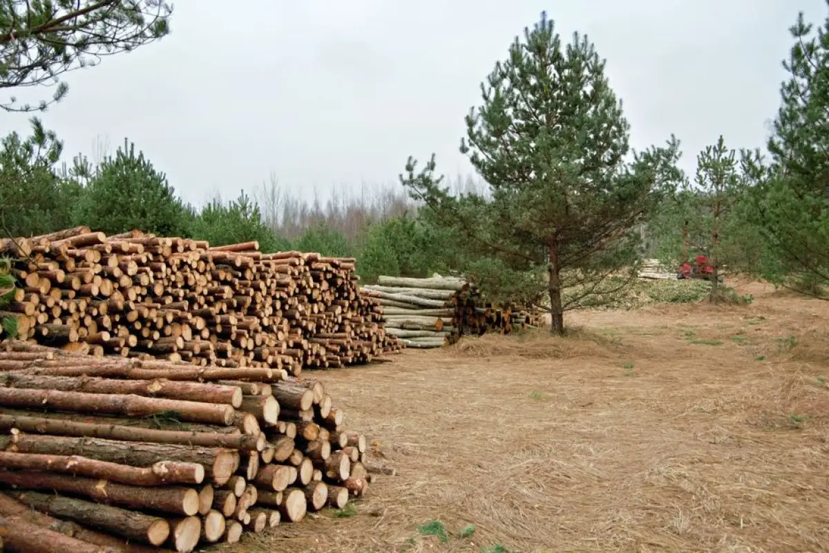 wood pellets pile