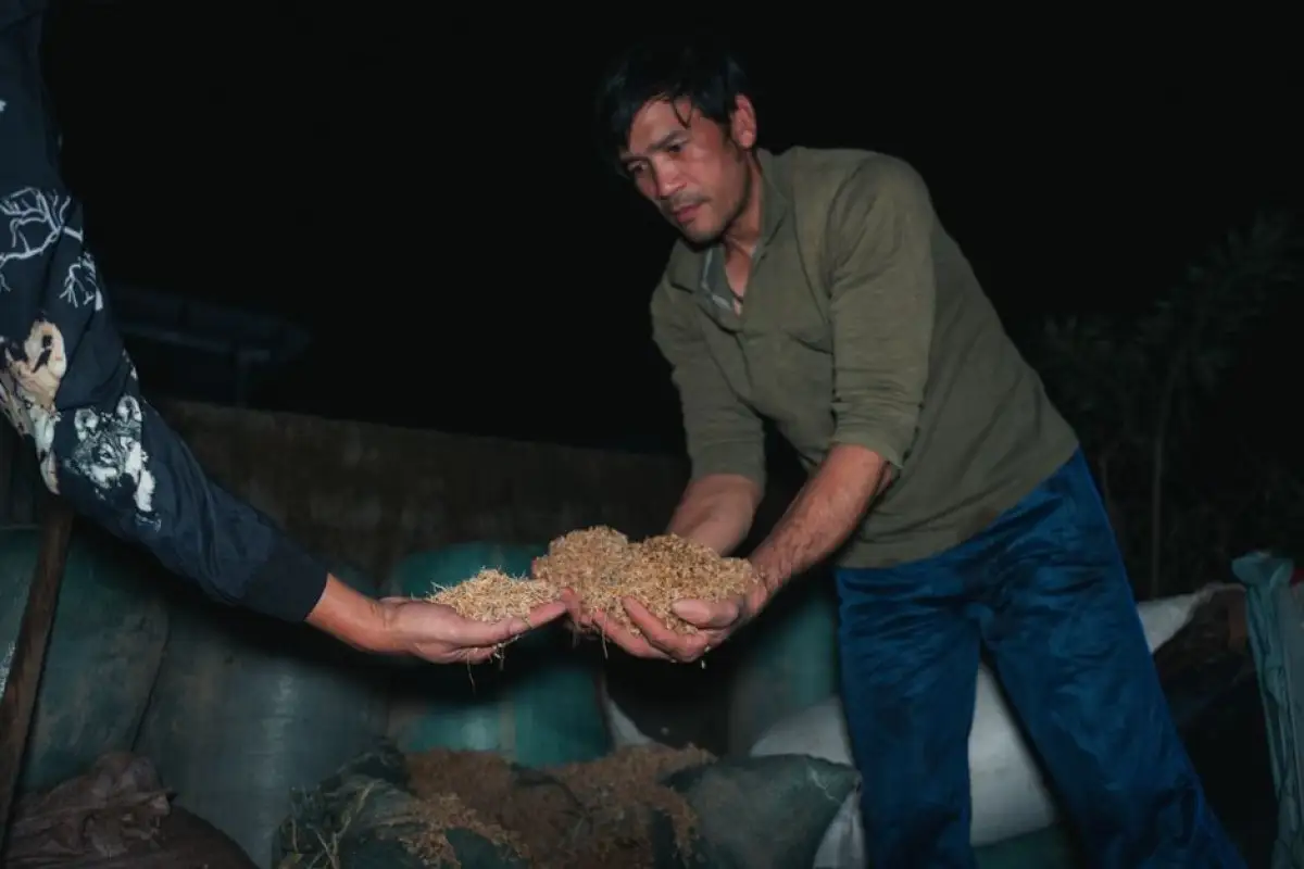 rice inspection