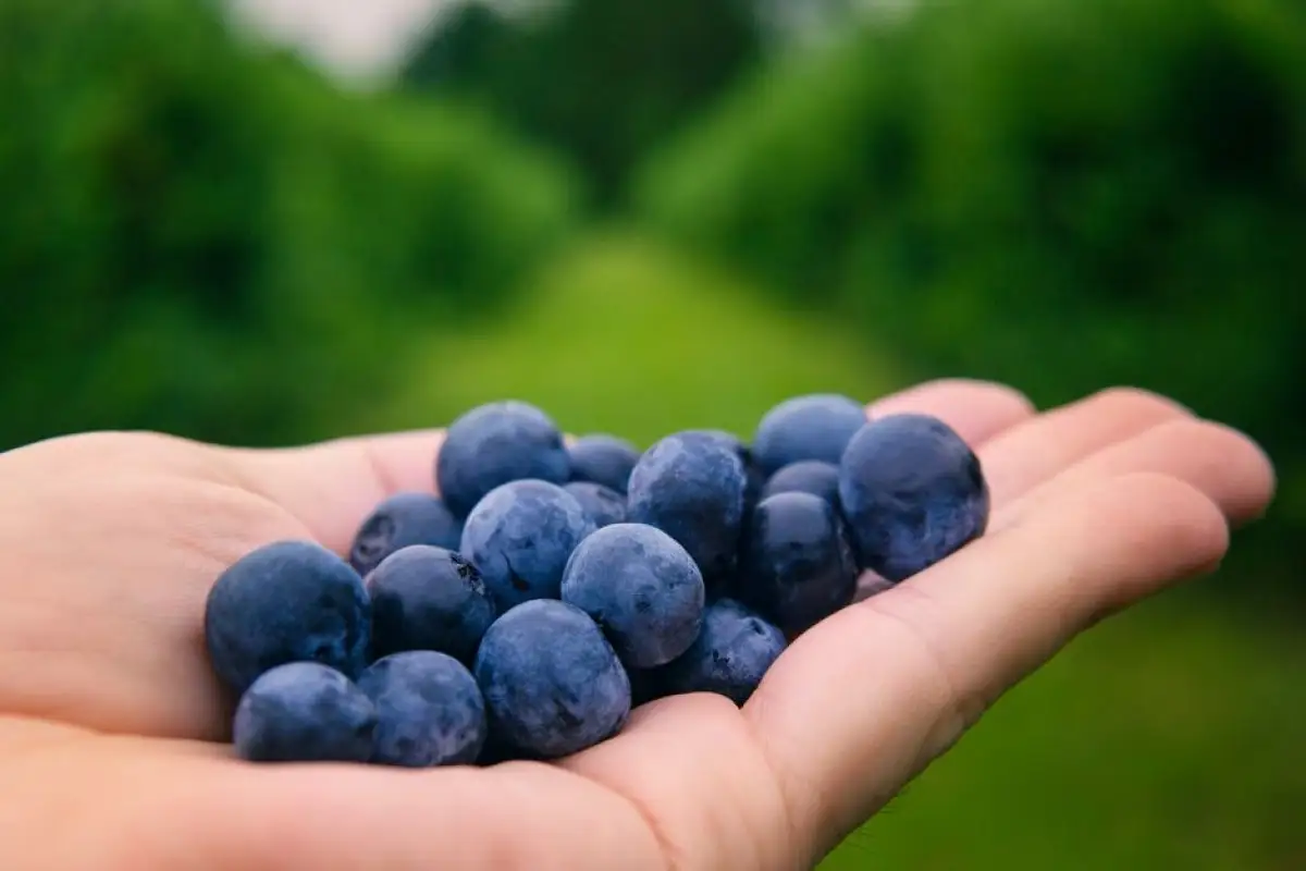 blueberry picking field