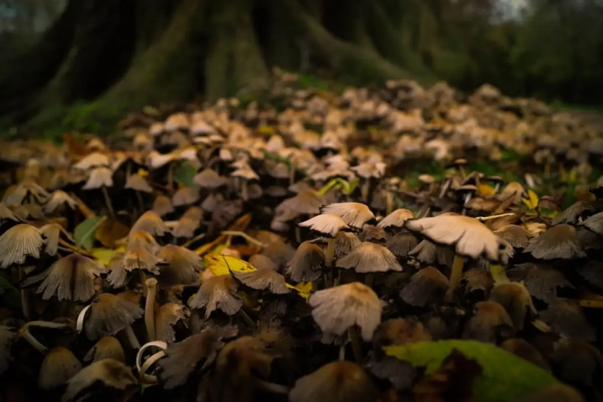 smardz mushroom forest