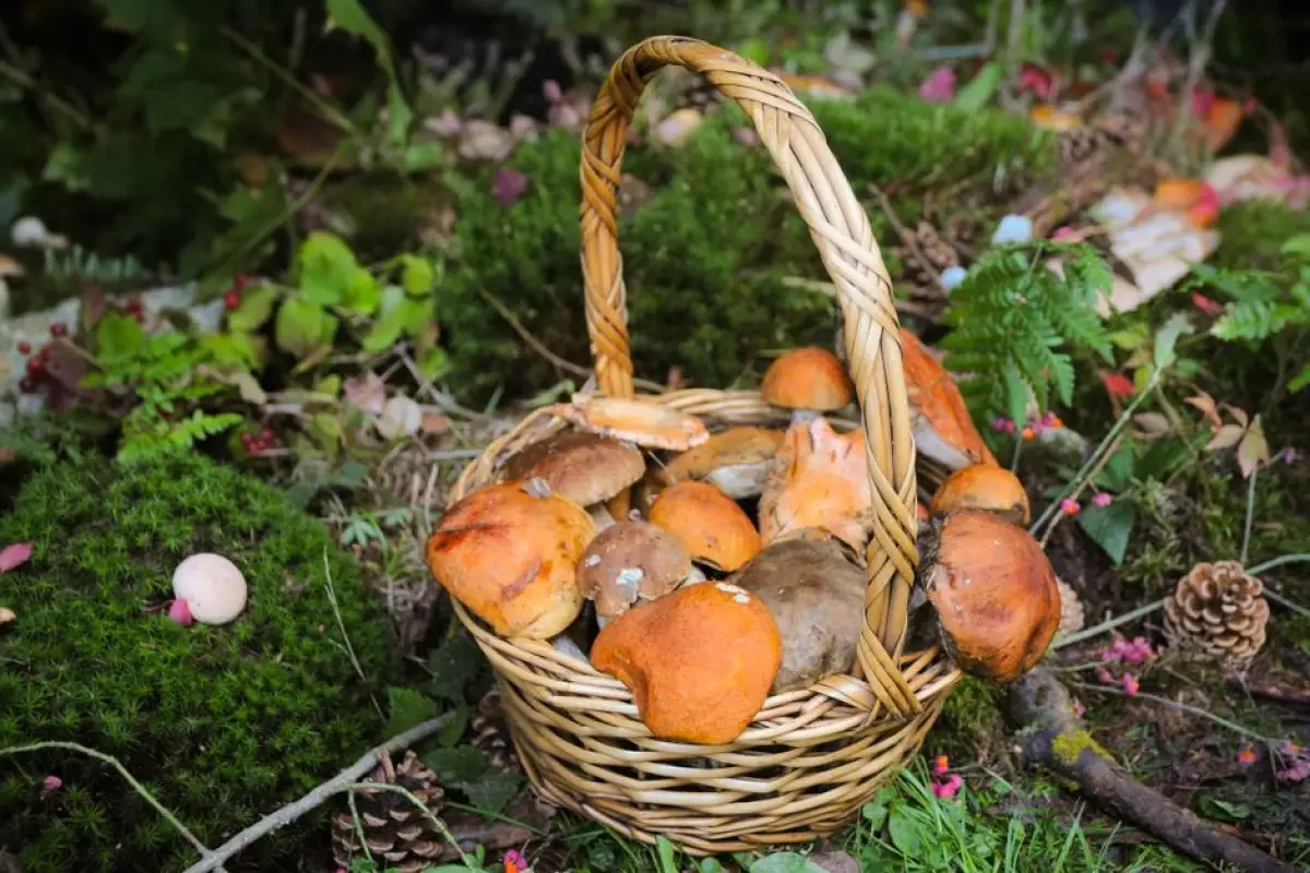 wild mushrooms basket